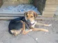 Bongo 