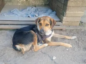 Cachorro raça SRD-ViraLata idade 2 anos nome Bongo 