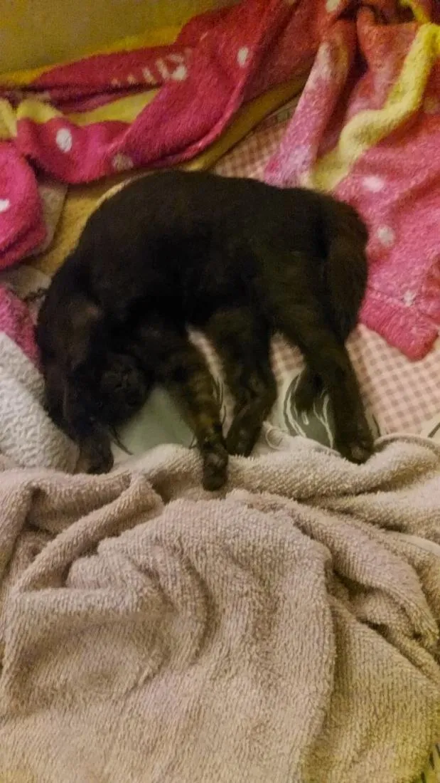 Gato raça SRD-ViraLata idade 2 a 6 meses nome Nescau