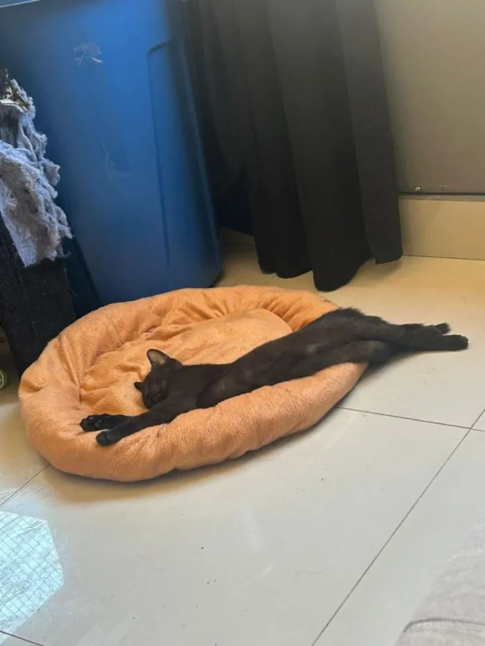 Gato raça SRD-ViraLata idade 2 a 6 meses nome Nescau