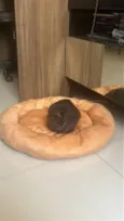 Nescau