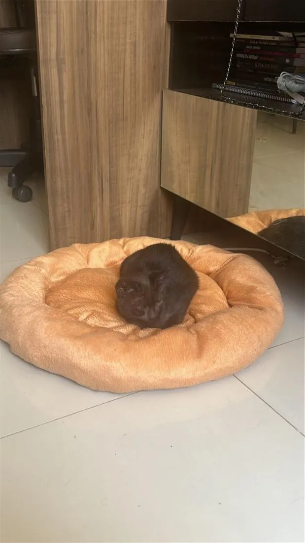 Gato raça SRD-ViraLata idade 2 a 6 meses nome Nescau
