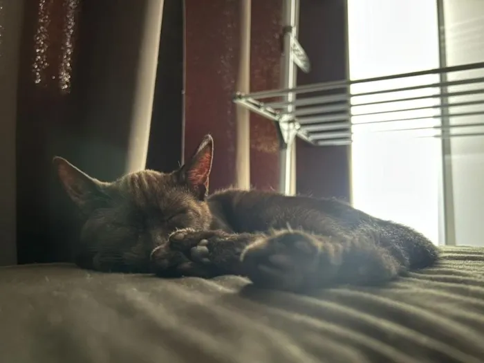 Gato raça SRD-ViraLata idade 2 a 6 meses nome Nescau
