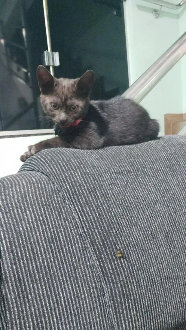 Gato raça SRD-ViraLata idade 2 a 6 meses nome Nescau