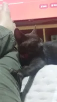 Nescau