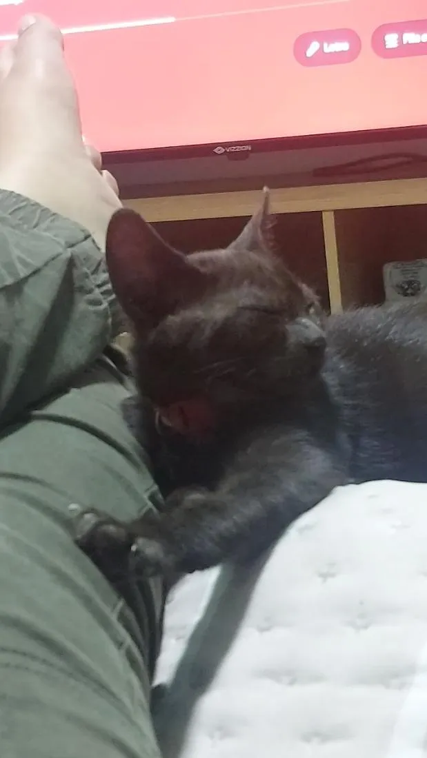 Gato raça SRD-ViraLata idade 2 a 6 meses nome Nescau