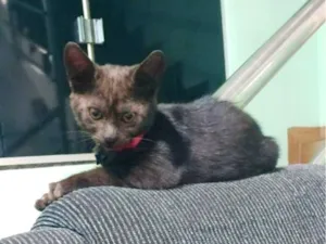 Gato raça SRD-ViraLata idade 2 a 6 meses nome Nescau