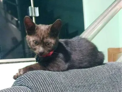 Gato raça SRD-ViraLata idade 2 a 6 meses nome Nescau