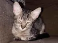 Emy e MeiMei 