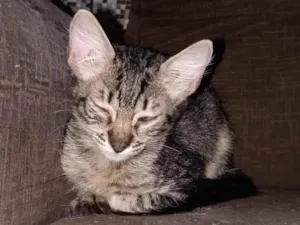 Gato raça SRD-ViraLata idade 2 a 6 meses nome Emy e MeiMei 