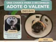 Valente