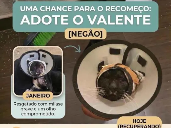 Gato raça SRD-ViraLata idade 6 ou mais anos nome Valente