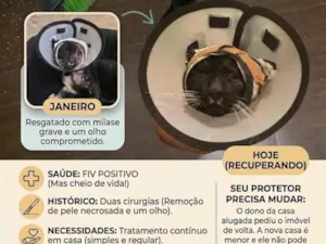 Gato raça SRD-ViraLata idade 6 ou mais anos nome Valente