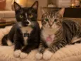 Odin e Lulu 