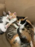 gatos 