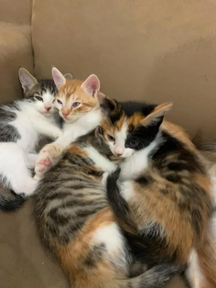 Gato raça SRD-ViraLata idade 2 a 6 meses nome gatos 