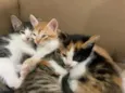 gatos 