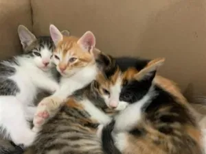 Gato raça SRD-ViraLata idade 2 a 6 meses nome gatos 