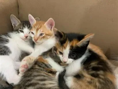 Gato raça SRD-ViraLata idade 2 a 6 meses nome gatos 