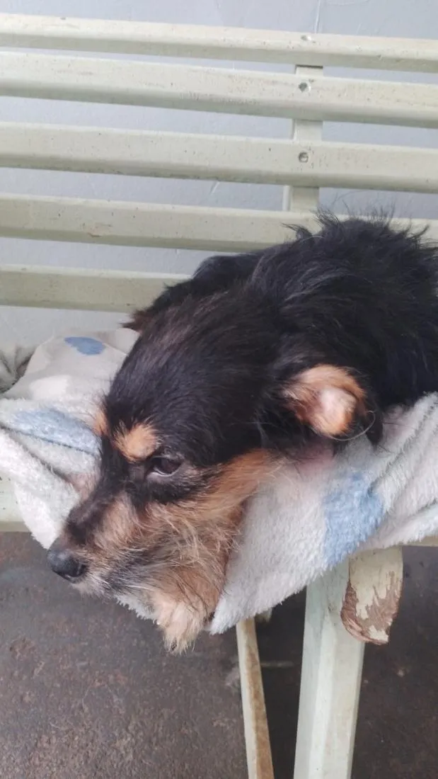 Cachorro raça SRD-ViraLata idade 2 anos nome lola