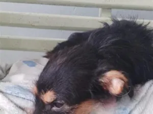 Cachorro raça SRD-ViraLata idade 2 anos nome lola