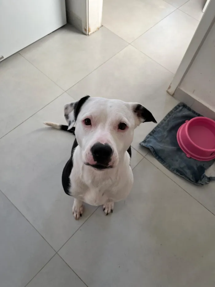 Cachorro raça Pit-Bull idade 2 anos nome Aika