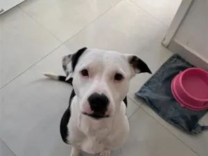 Cachorro raça Pit-Bull idade 2 anos nome Aika