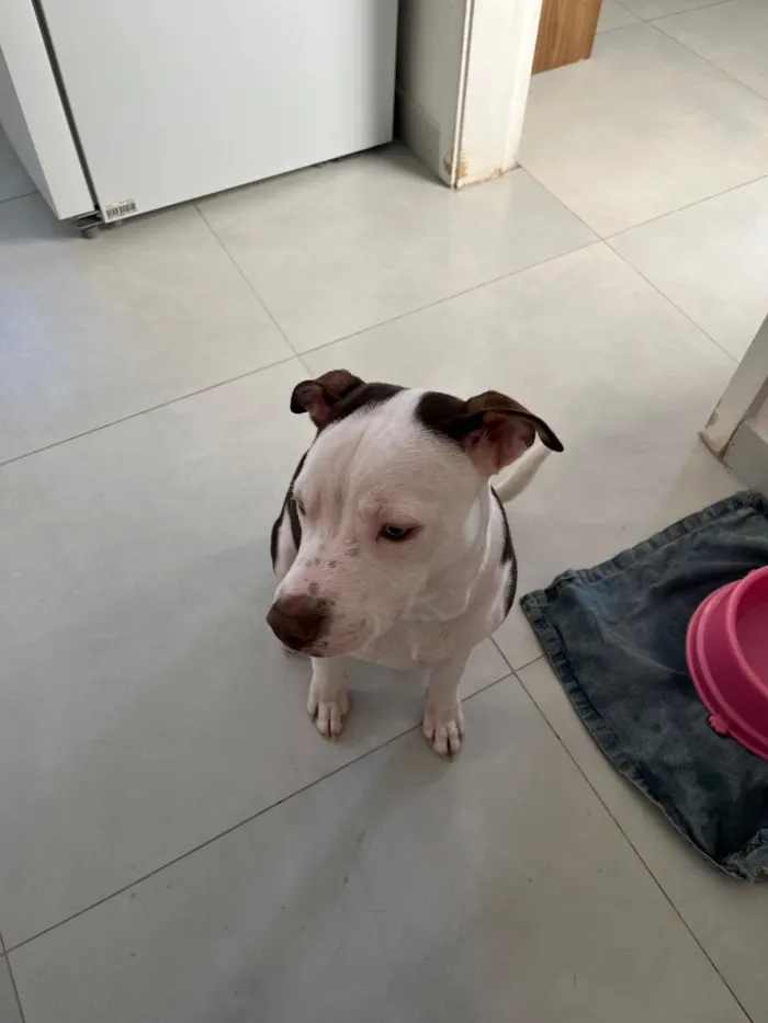 Cachorro raça Pit-Bull idade 2 a 6 meses nome Tantor