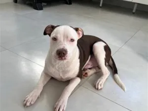 Cachorro raça Pit-Bull idade 2 a 6 meses nome Tantor