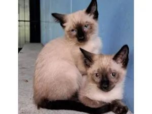Gato raça Siamês idade 2 a 6 meses nome Logan e Bruce