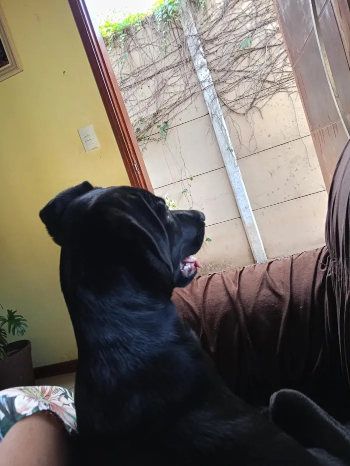 Cachorro raça SRD-ViraLata idade 1 ano nome Bank