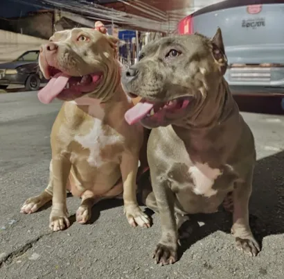 Cachorro raça Pit-Bull idade 3 anos nome Perrolla