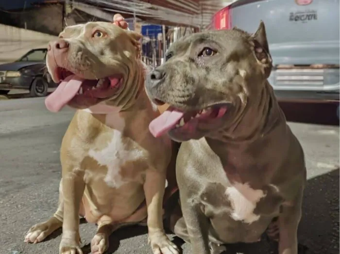 Cachorro raça Pit-Bull idade 3 anos nome Perrolla