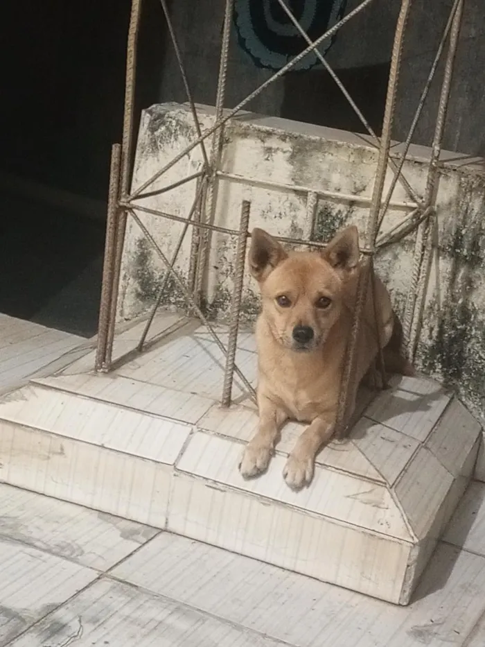 Cachorro raça SRD-ViraLata idade 1 ano nome Magaiver 