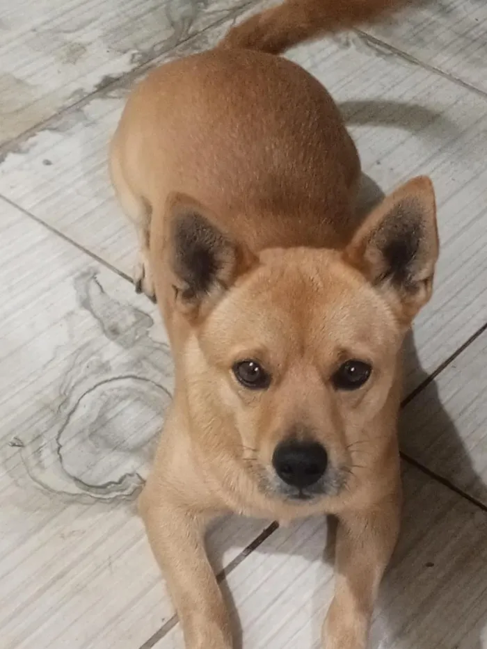 Cachorro raça SRD-ViraLata idade 1 ano nome Magaiver 