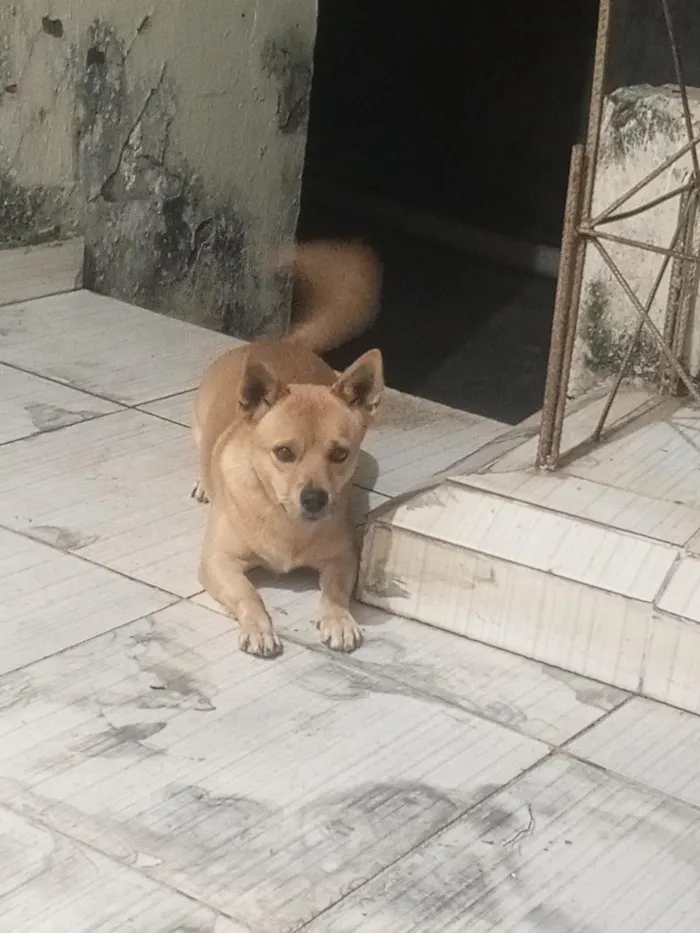 Cachorro raça SRD-ViraLata idade 1 ano nome Magaiver 
