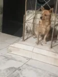 Magaiver 