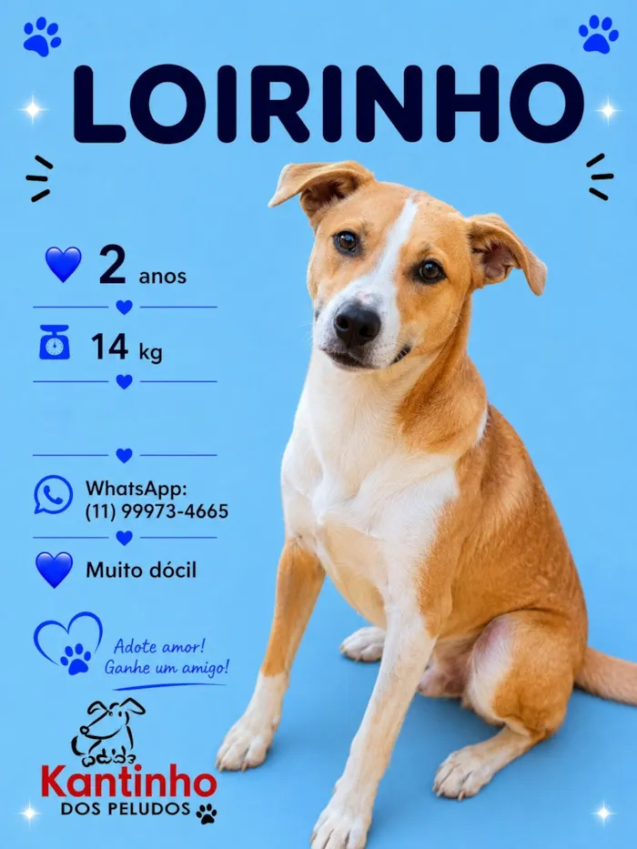 Cachorro raça SRD-ViraLata idade 2 anos nome Loirinho 