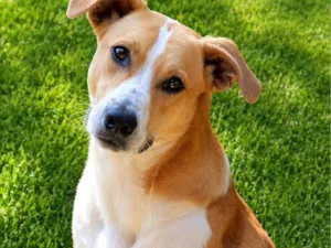 Cachorro raça SRD-ViraLata idade 2 anos nome Loirinho 