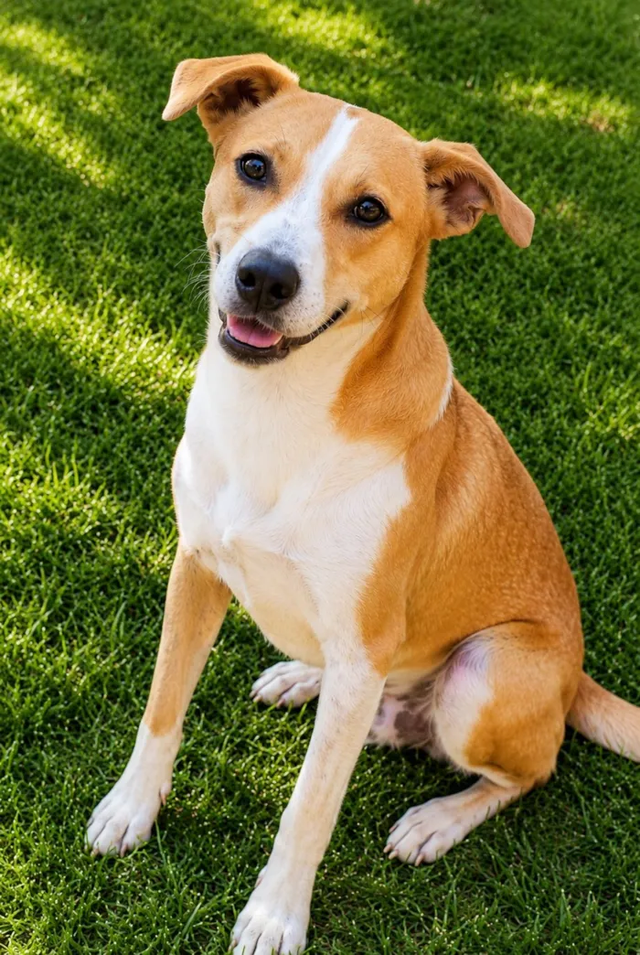 Cachorro raça SRD-ViraLata idade 2 anos nome Loirinho 