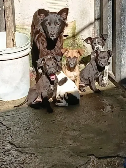 Cachorro raça SRD-ViraLata idade Abaixo de 2 meses nome da família 