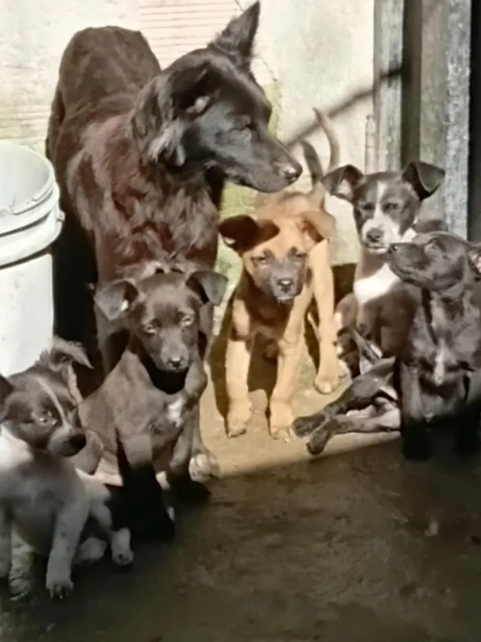 Cachorro raça SRD-ViraLata idade Abaixo de 2 meses nome da família 