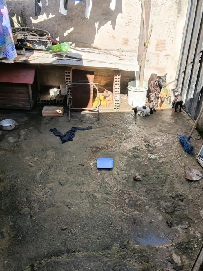 Cachorro raça SRD-ViraLata idade Abaixo de 2 meses nome da família 