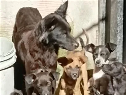 Cachorro raça SRD-ViraLata idade Abaixo de 2 meses nome da família 