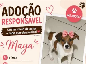 Cachorro raça SRD-ViraLata idade 2 a 6 meses nome Maya