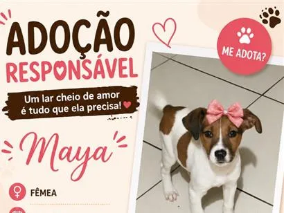 Cachorro raça SRD-ViraLata idade 2 a 6 meses nome Maya