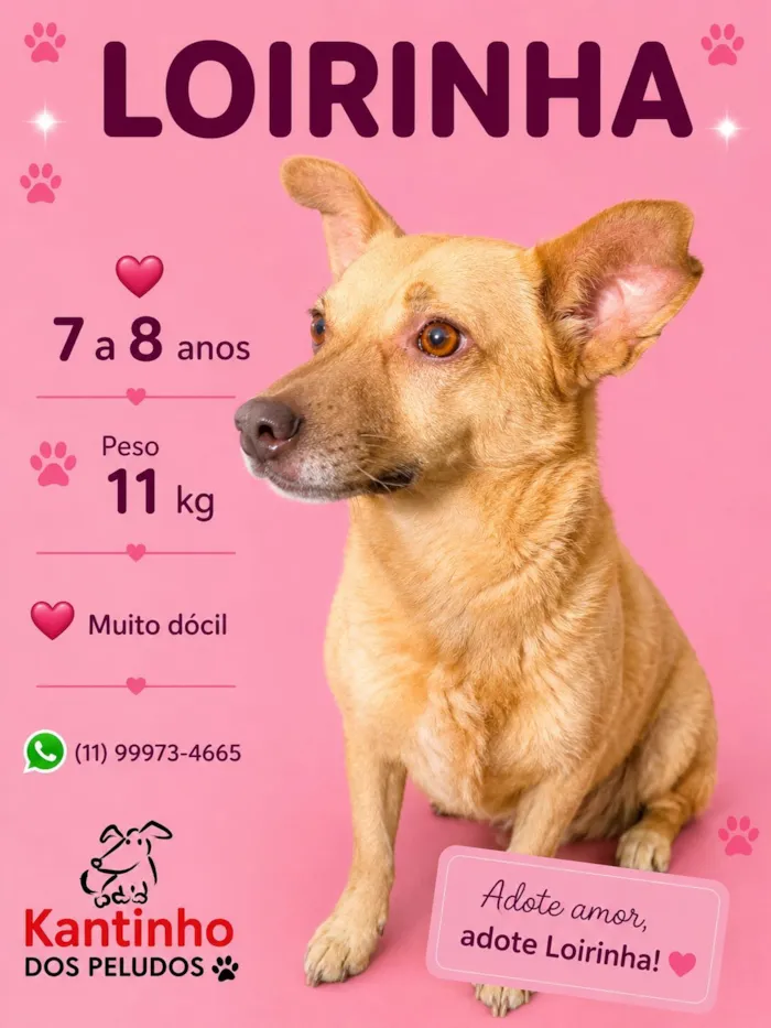 Cachorro raça SRD-ViraLata idade 6 ou mais anos nome Loirinha 