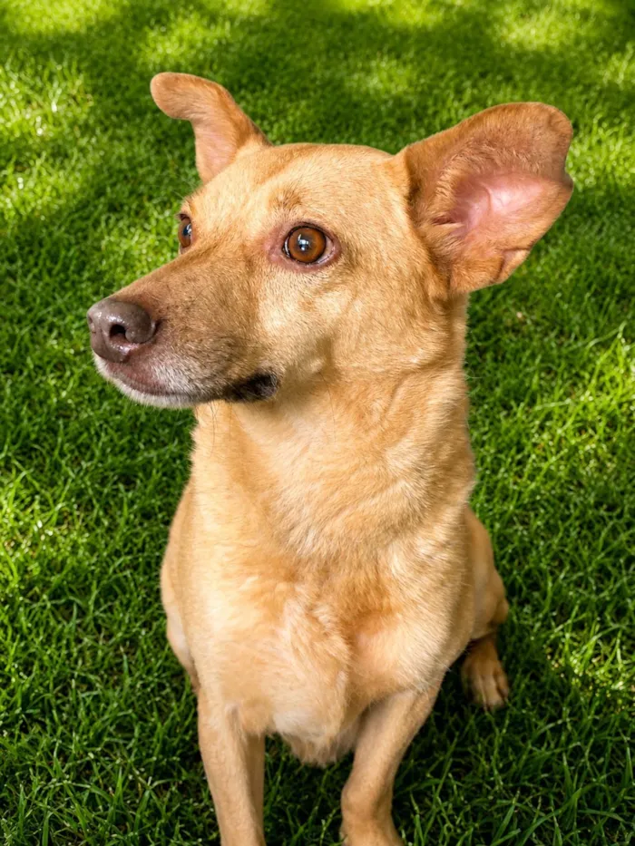 Cachorro raça SRD-ViraLata idade 6 ou mais anos nome Loirinha 