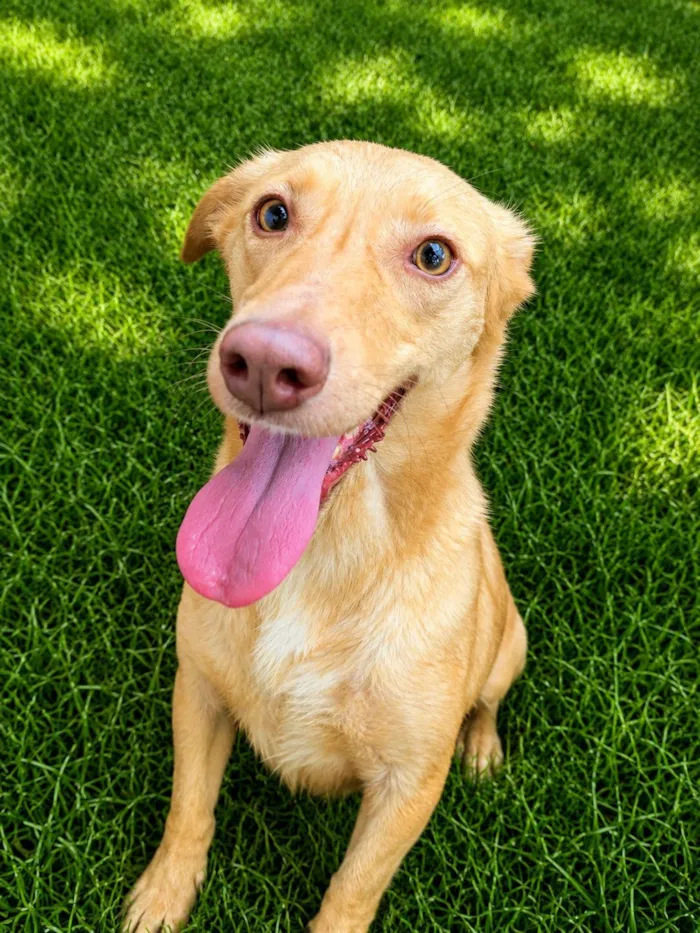 Cachorro raça SRD-ViraLata idade 6 ou mais anos nome Loirinha 
