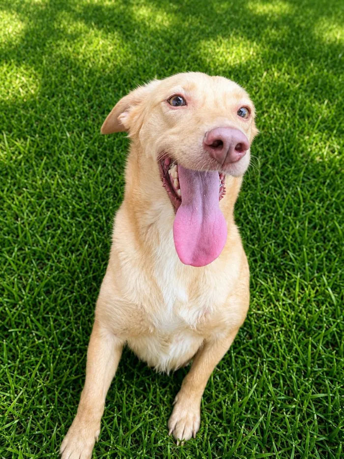 Cachorro raça SRD-ViraLata idade 6 ou mais anos nome Loirinha 